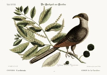 The Cuckoo of Carolina